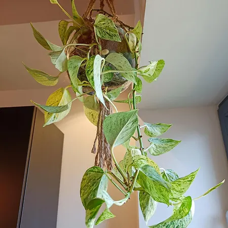 -le Cocon Auvergnat- Clim, Spa, Jardin Privatif, Recharge Vae * Montvicq